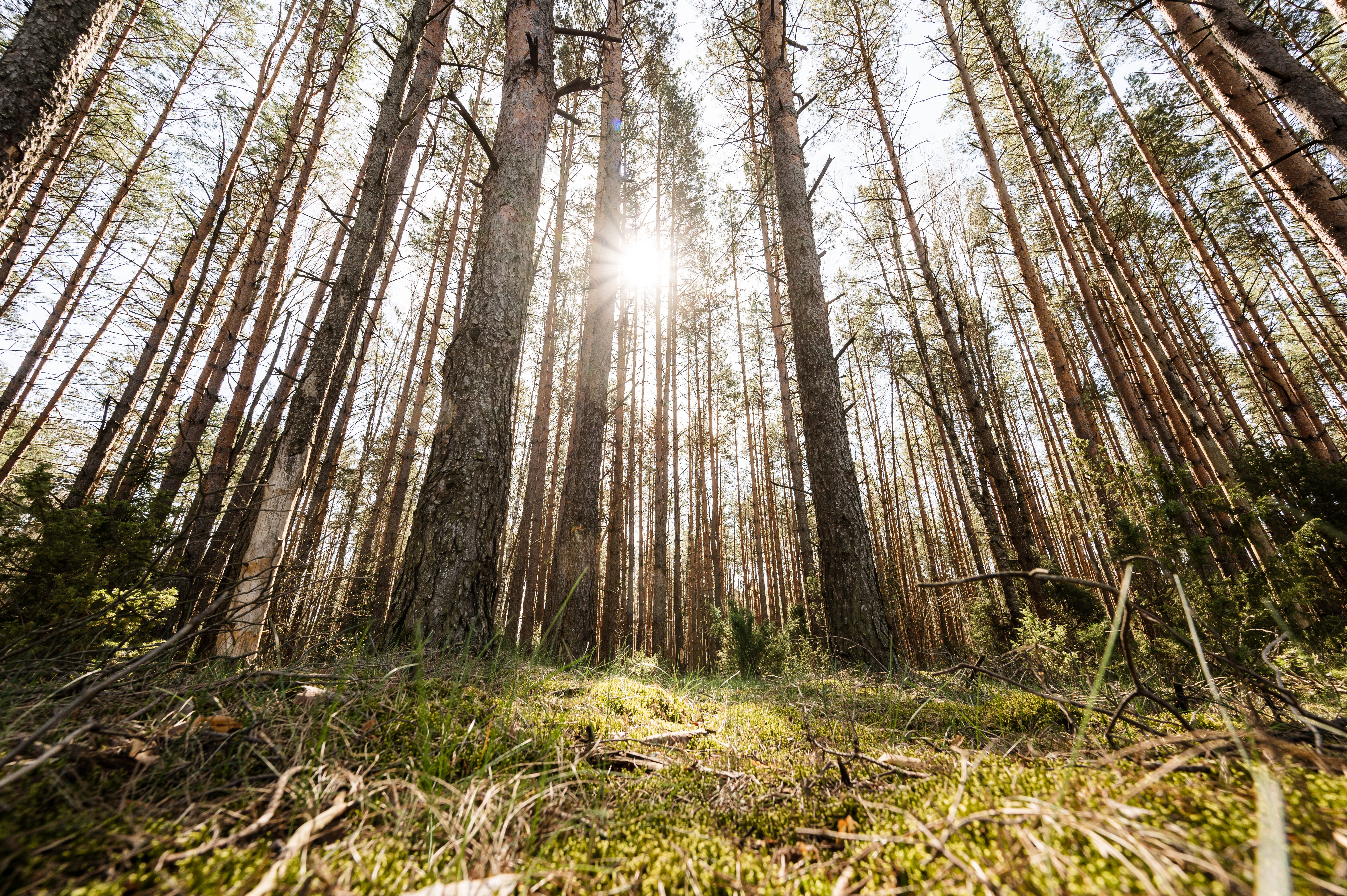 „INVL Sustainable Timberland and Farmland Fund II – Capital Fund“ sieks pritraukti kapitalo iš investuotojų Baltijos šalyse