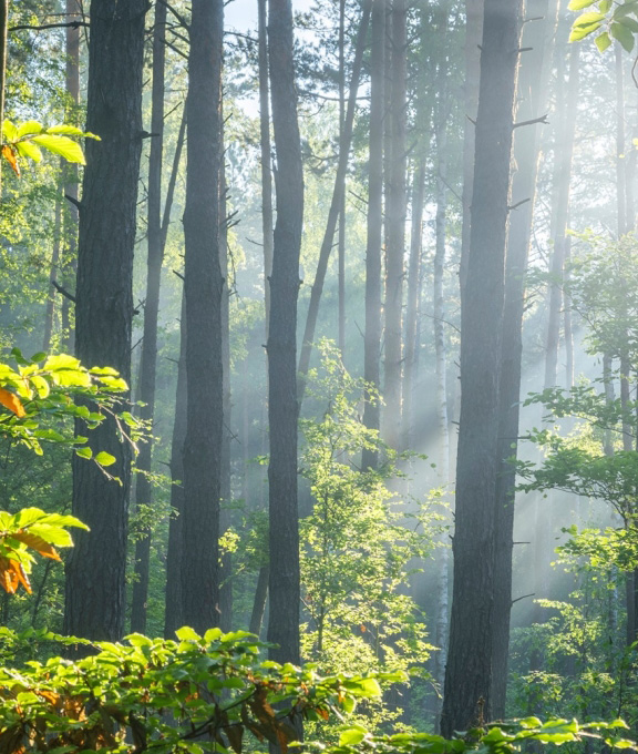„INVL Sustainable Timberland and Farmland Fund II – Capital Fund“ iš investuotojų pritraukė 2,09 mln. eurų